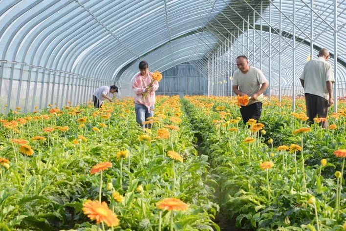 濮阳果苗基地_濮阳果树苗批发市场_濮阳种植致富果