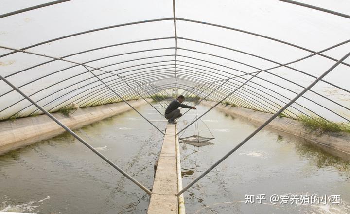 冬天南美白对虾养殖指标_对虾冬棚养殖怎样调水_南美白对虾冬棚养殖技术