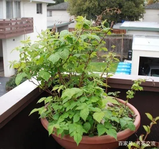 覆盆子种植是骗局吗_覆盆子种植技术视频_覆盆子种植成本与利润