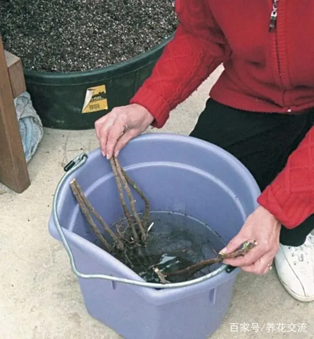 覆盆子种植技术视频_覆盆子种植是骗局吗_覆盆子种植成本与利润