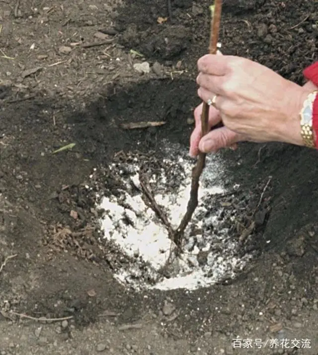 覆盆子种植是骗局吗_覆盆子种植技术视频_覆盆子种植成本与利润