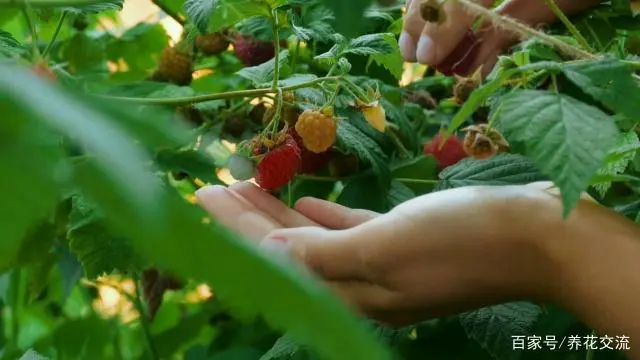 覆盆子种植成本与利润_覆盆子种植技术视频_覆盆子种植是骗局吗