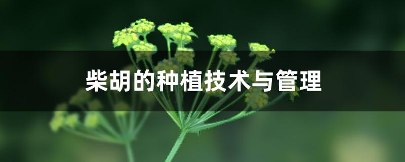 柴胡的种植技术与管理