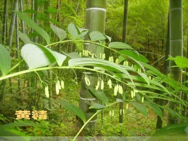 黄精药食价值及间作栽培技术