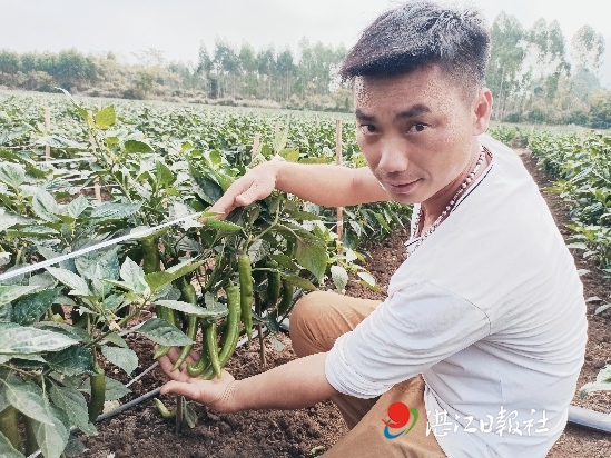 种田致富记小说_致富种田文_农业种植致富小说下载