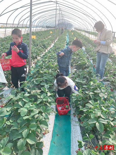 致富南阳种植草莓视频_南阳草莓种植致富_南阳草莓基地