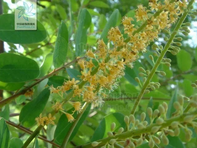 视频红豆种植技术大全_红豆种植技术与管理视频_红豆种植技术视频