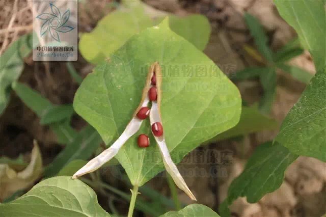 红豆种植技术视频_红豆种植技术与管理视频_视频红豆种植技术大全