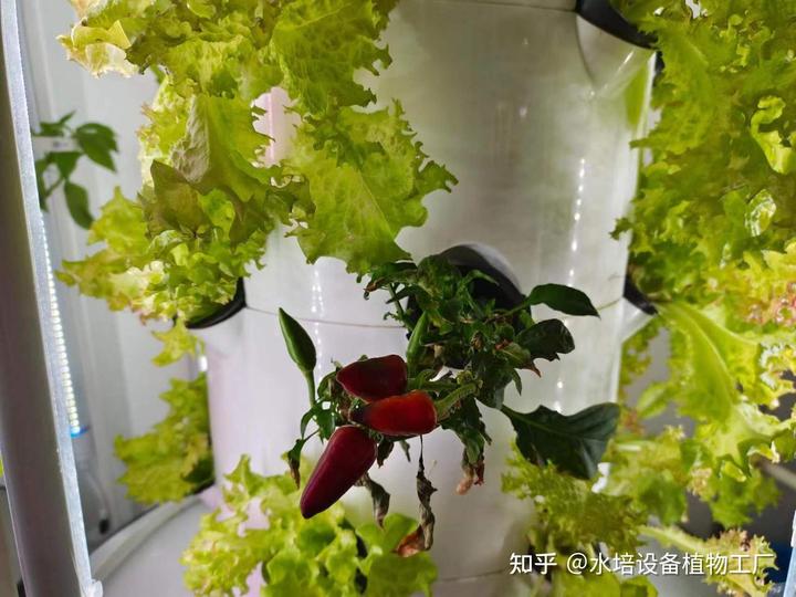 我们的室内无土栽培种植实验，看完后你也可以在家尝试水培种植！