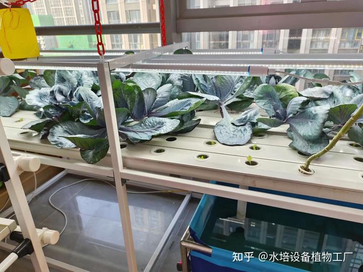 盆栽辣椒种植技术视频_怎样盆栽辣椒视频_辣椒盆栽种植方法