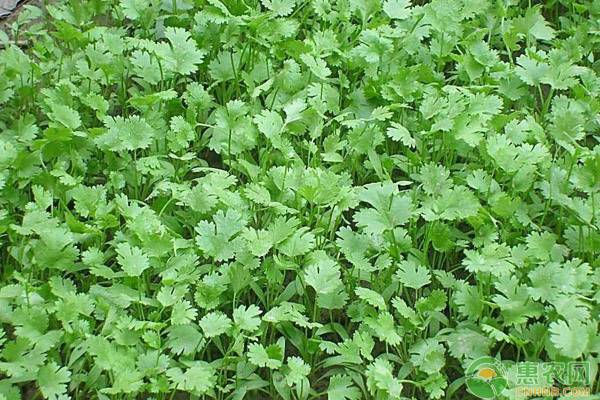 春季香菜种植技术要点