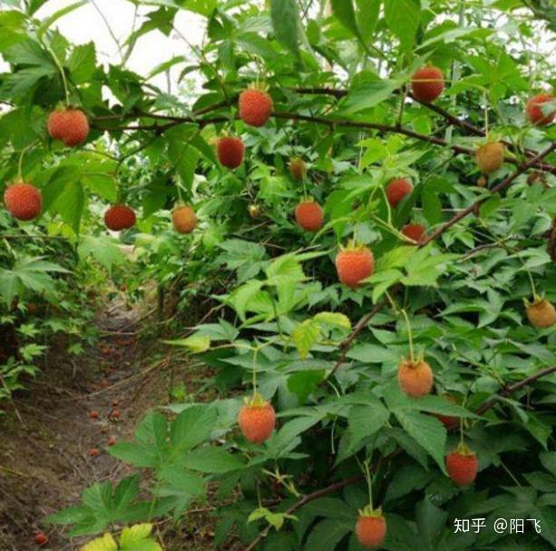 覆盆子的种植技术视频_覆盆子种植技术视频_覆盆子种植成本与利润