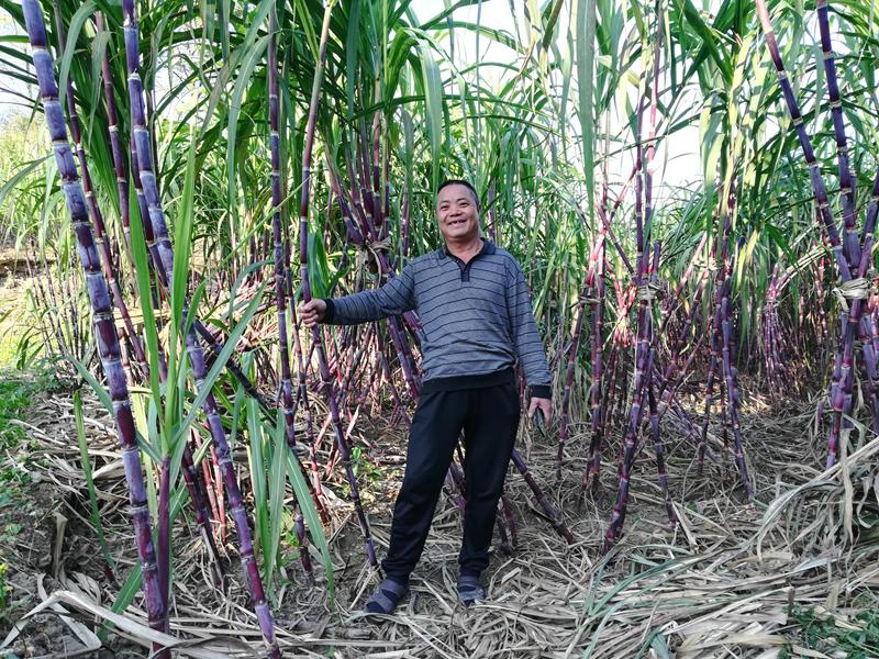 种植地瓜赚钱吗_种植地瓜致富信息_地瓜种植效益