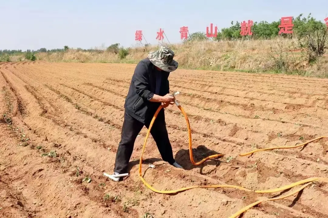 种植地瓜致富信息_种植地瓜赚钱吗_致富种植地瓜信息怎么写