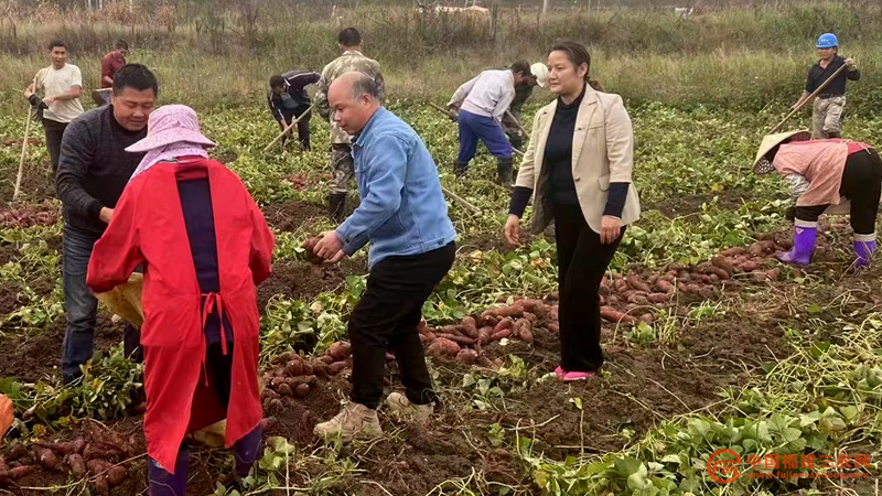 致富种植地瓜信息查询_种植地瓜致富信息_致富种植地瓜信息怎么写