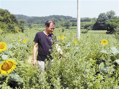 香菇种植的前景与利润_农村种植香菇致富带头人_香菇种植致富经