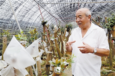 农村种植香菇致富带头人_香菇种植致富经_香菇种植的前景与利润