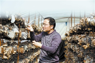 农村种植香菇致富带头人_香菇种植的前景与利润_香菇种植致富经