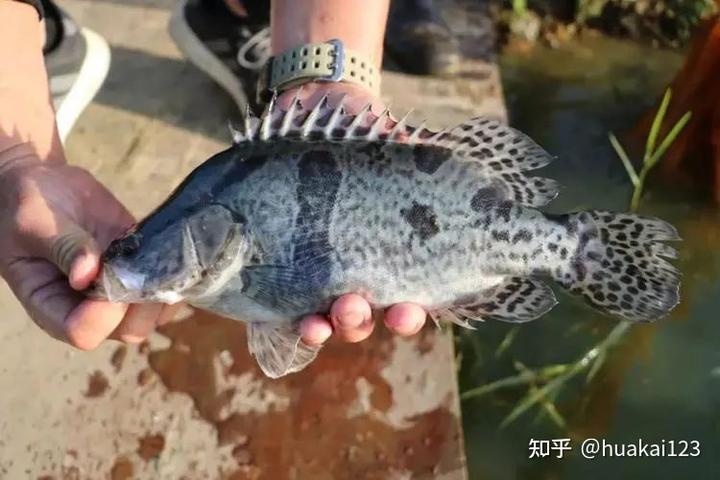 鲟养殖条件_养殖鲟鱼前景如何_养殖鲟技术