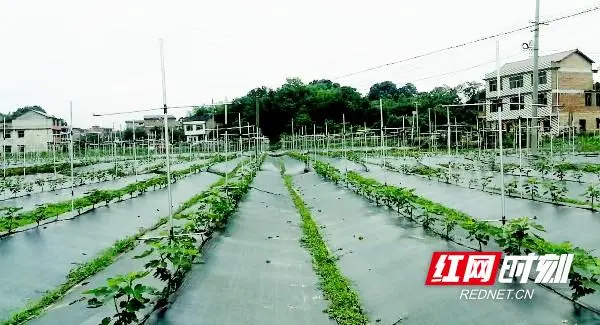 新邵陈家坊镇：做强特色产业 推进脱贫攻坚