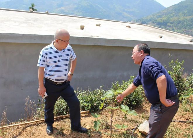 种植无花果挣钱吗_种植无花果的致富能人是谁_种植无花果好吗