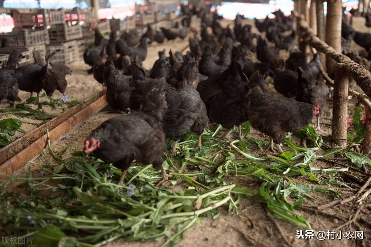 养殖种植致富秘方_致富养殖什么最赚钱_致富养殖好项目大全