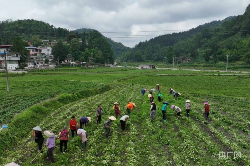 致富种植地瓜信息查询_地瓜种植效益_种植地瓜致富信息