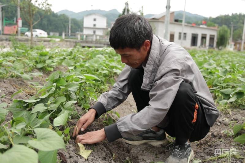 地瓜种植效益_致富种植地瓜信息查询_种植地瓜致富信息