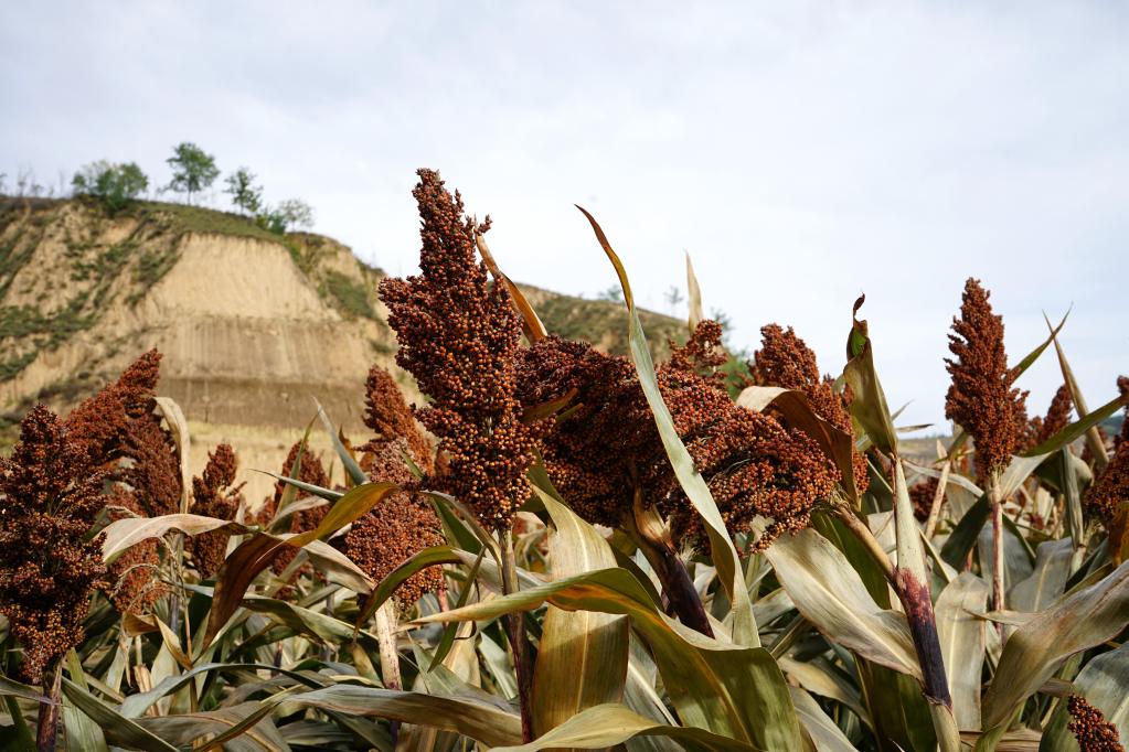 致富种植视频全集_致富网种植_致富种植什么比较赚大钱