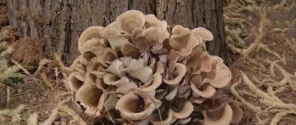 雷公菌种植致富_雷公菌种植视频_种植雷公根能赚钱吗