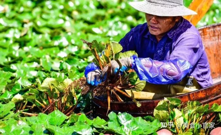 致富经种植菱角视频_种植菱角成本和利润_视频致富种植菱角怎么做