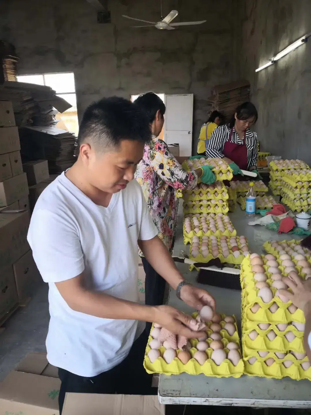 致富鳖鱼混养怎么养_致富经鱼鳖混养视频_致富经鱼鳖混养