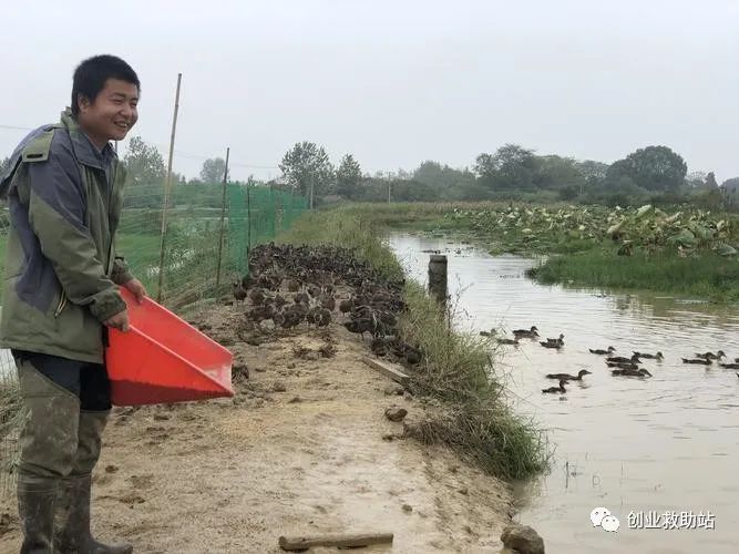 养殖野鸭技术培训_养殖野鸭技术要求_野鸭的养殖技术