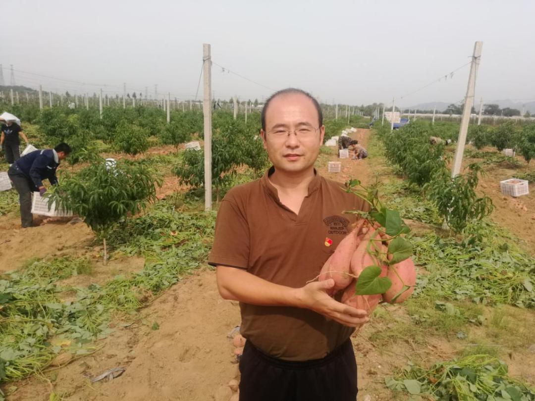 致富经野地瓜种植视频_致富经地瓜_红薯致富经致富经视频