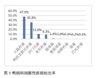 番鸭养殖新技术_番鸭养殖技术视频_半番鸭养殖技术