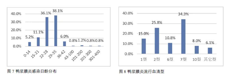 番鸭养殖新技术_番鸭养殖技术视频_半番鸭养殖技术