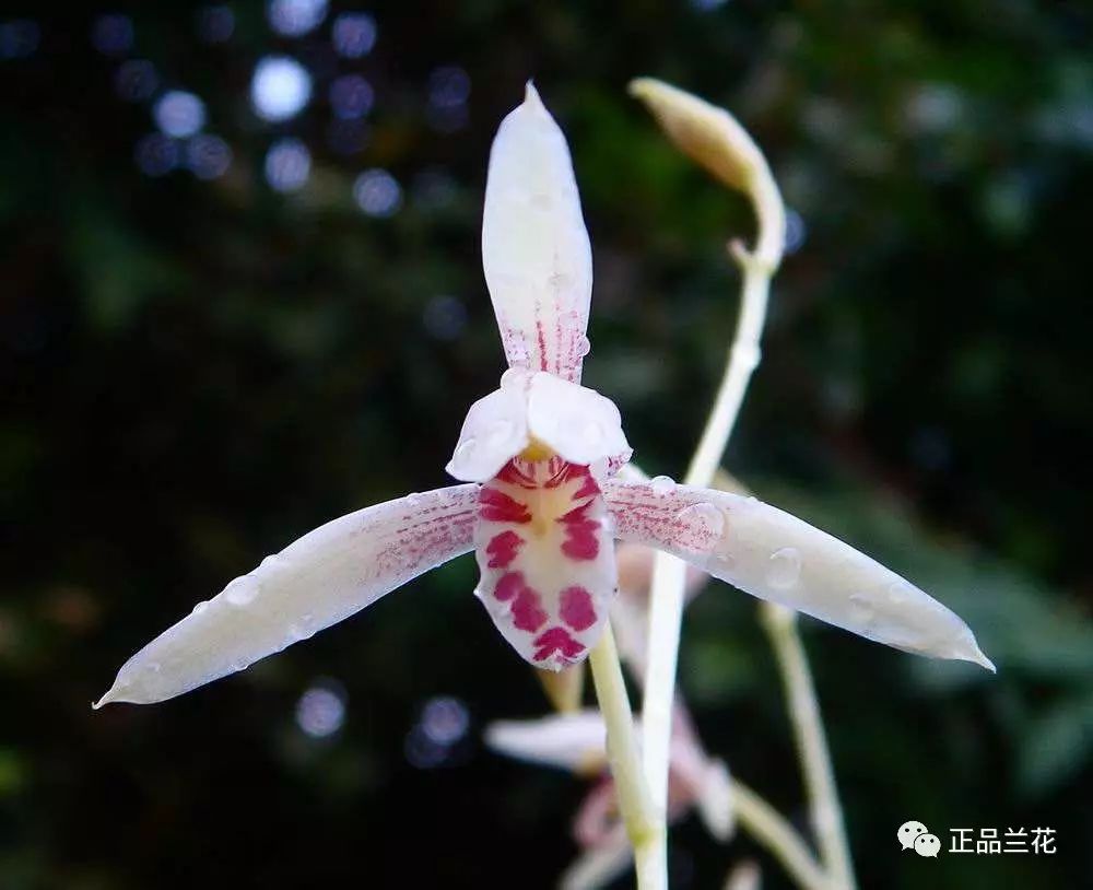 自然兰花养殖技术_兰花养殖自然技术视频_兰花养殖教程视频