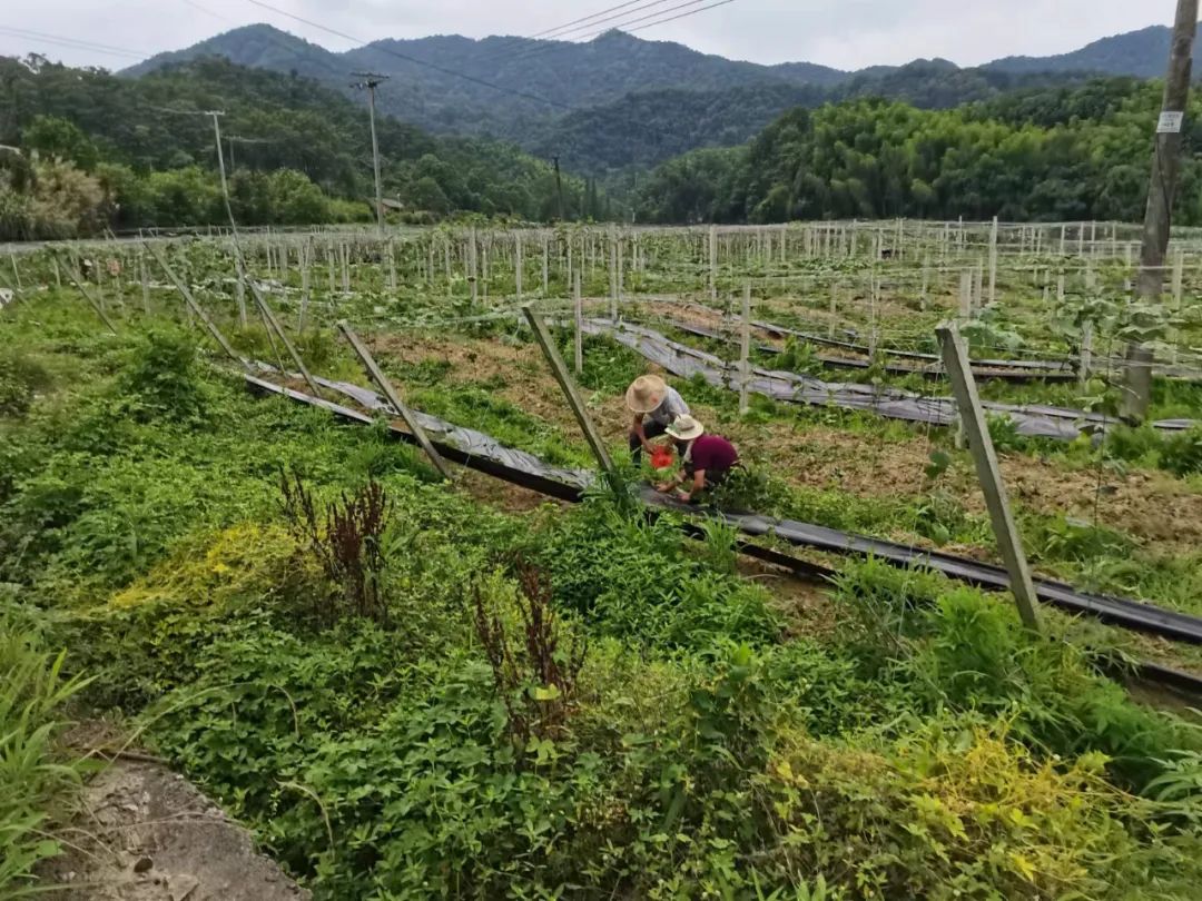 致富种植农村瓜蒌视频_致富经瓜蒌种瓜蒌的视频_农村致富种植瓜蒌