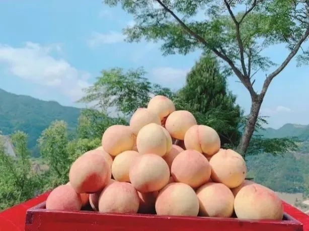 衢州大山茶叶老板_衢州大山种植致富_浙江衢州适合种什么药材