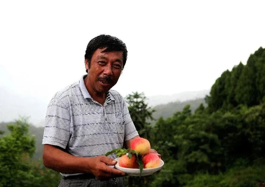 衢州大山种植致富_衢州大山茶叶老板_浙江衢州适合种什么药材