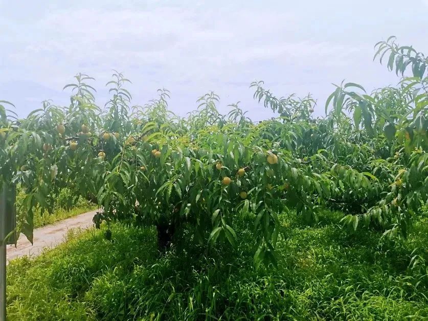 浙江衢州适合种什么药材_衢州大山种植致富_衢州大山茶叶老板