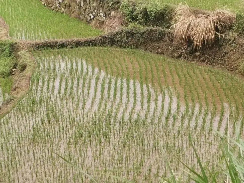 衢州大山种植致富_浙江衢州适合种什么药材_衢州大山茶叶老板