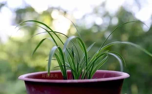 兰花养殖过程_兰花养殖自然技术有哪些_自然兰花养殖技术