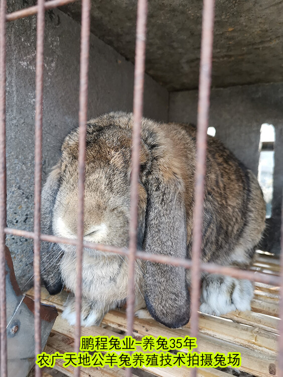 广西养兔送大棚公羊兔肉兔繁殖率高