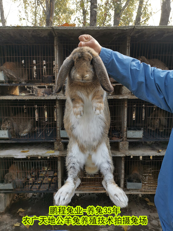 广西养殖兔子致富_广西养殖兔子基地_广西种兔养殖场