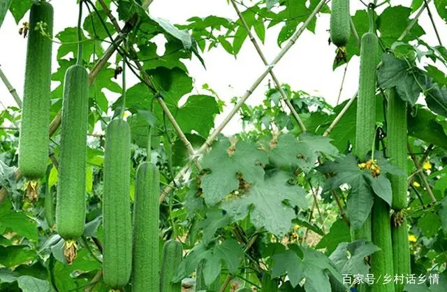 种植水瓜致富_水瓜种植视频_致富种植水瓜图片