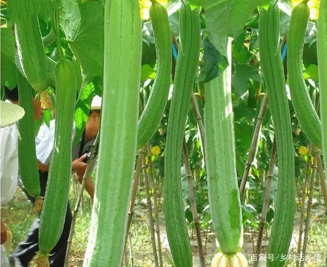 水瓜种植视频_种植水瓜致富_致富种植水瓜图片