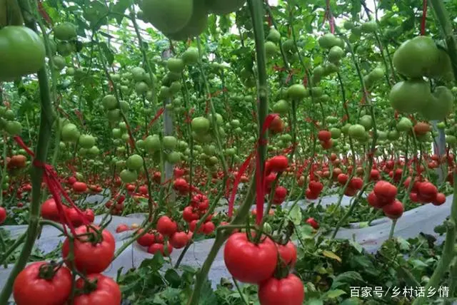 水瓜种植视频_种植水瓜致富_致富种植水瓜图片