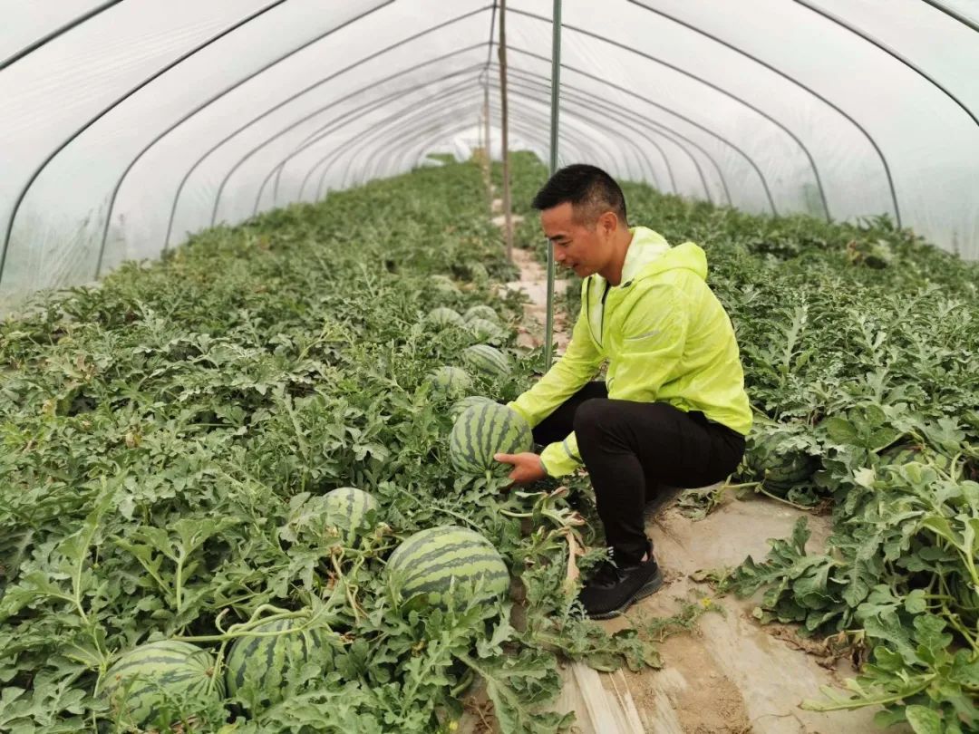 衢州大山茶叶老板_衢州蔬菜种植基地_衢州大山种植致富