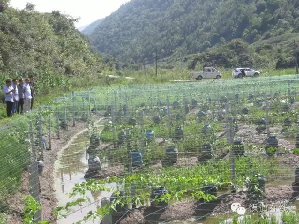 致富种植农村瓜蒌视频_致富经瓜蒌种植视频_农村致富种植瓜蒌